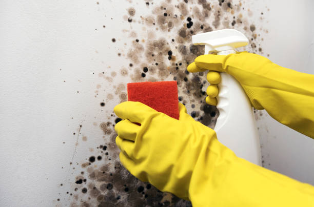 Best Emergency Mold Removal  in Salunga, PA