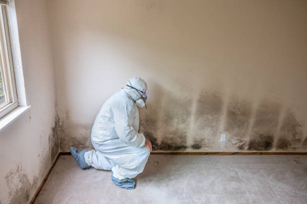 Best Attic Mold Removal  in Salunga, PA