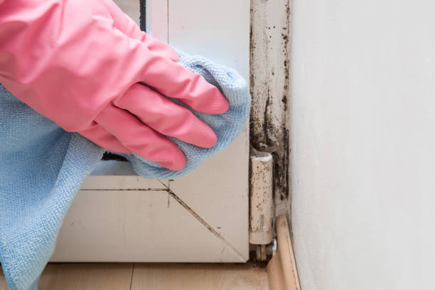 Professional Mold Removal in Salunga, PA